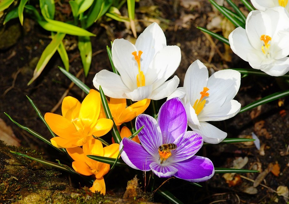 crocus 1281826 960 720