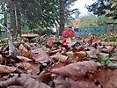 JESIEŃ ZATRZYMANA W KADRZE - KONKURS FOTOGRAFICZNY Autor: Kornel